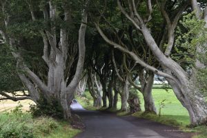 Dark Hedges in Nordirland