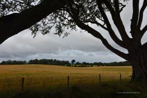 Dark Hedges