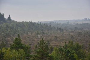 Das Schwarze Moor im Hintergrund