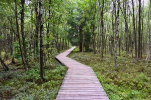 Holzbohlenweg durch das Rote Moor