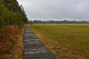 Holzsteg im Schwarzen Moor