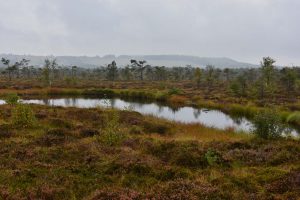 Kleiner See im Schwarzen Moor