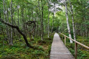 Wanderweg durch das Rote Moor