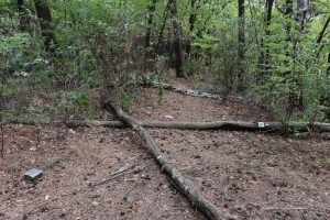 Wanderweg im Wald
