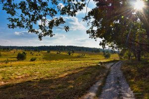 Abendstimmung in der Heide