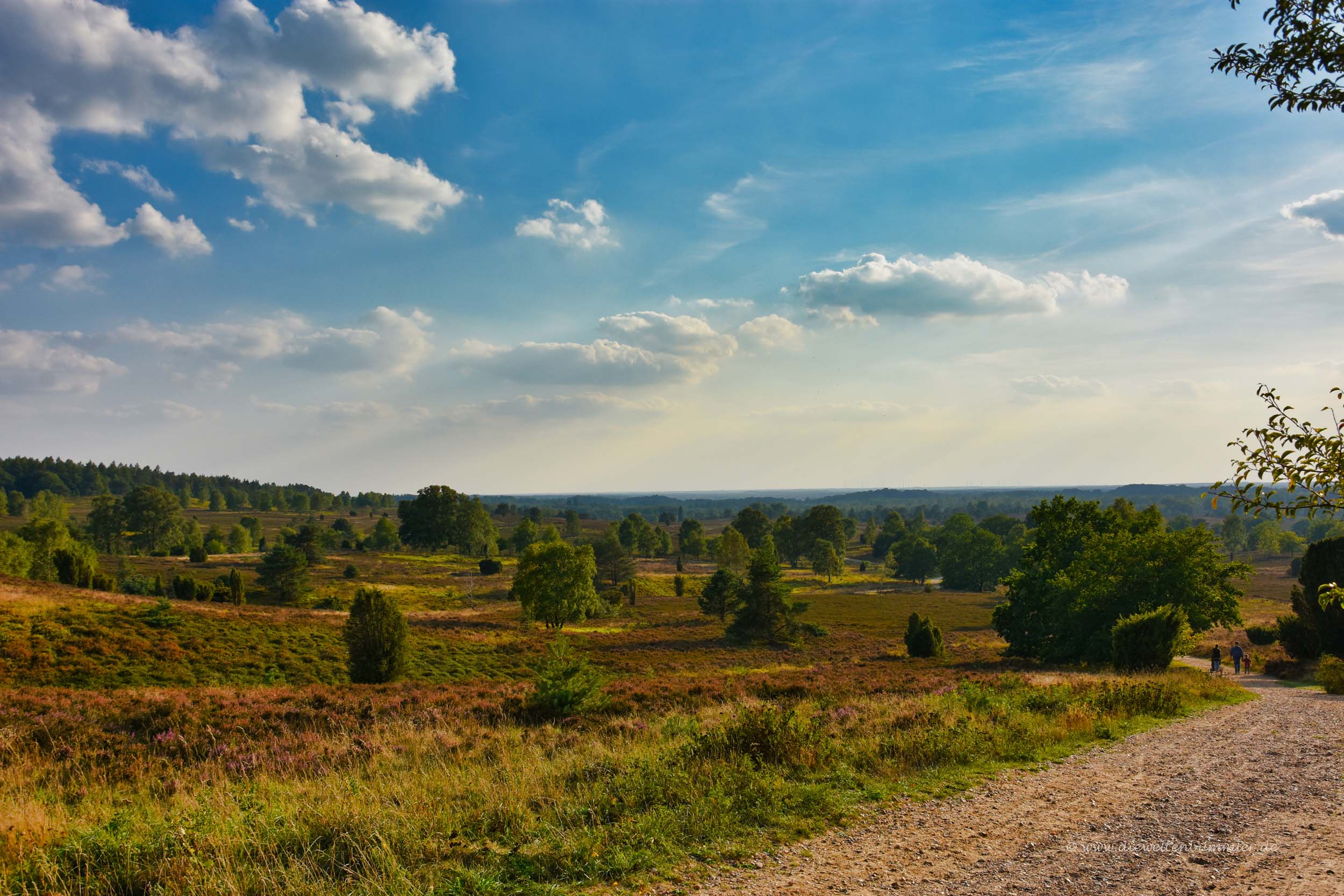 Ausblick vom Wilseder Berg