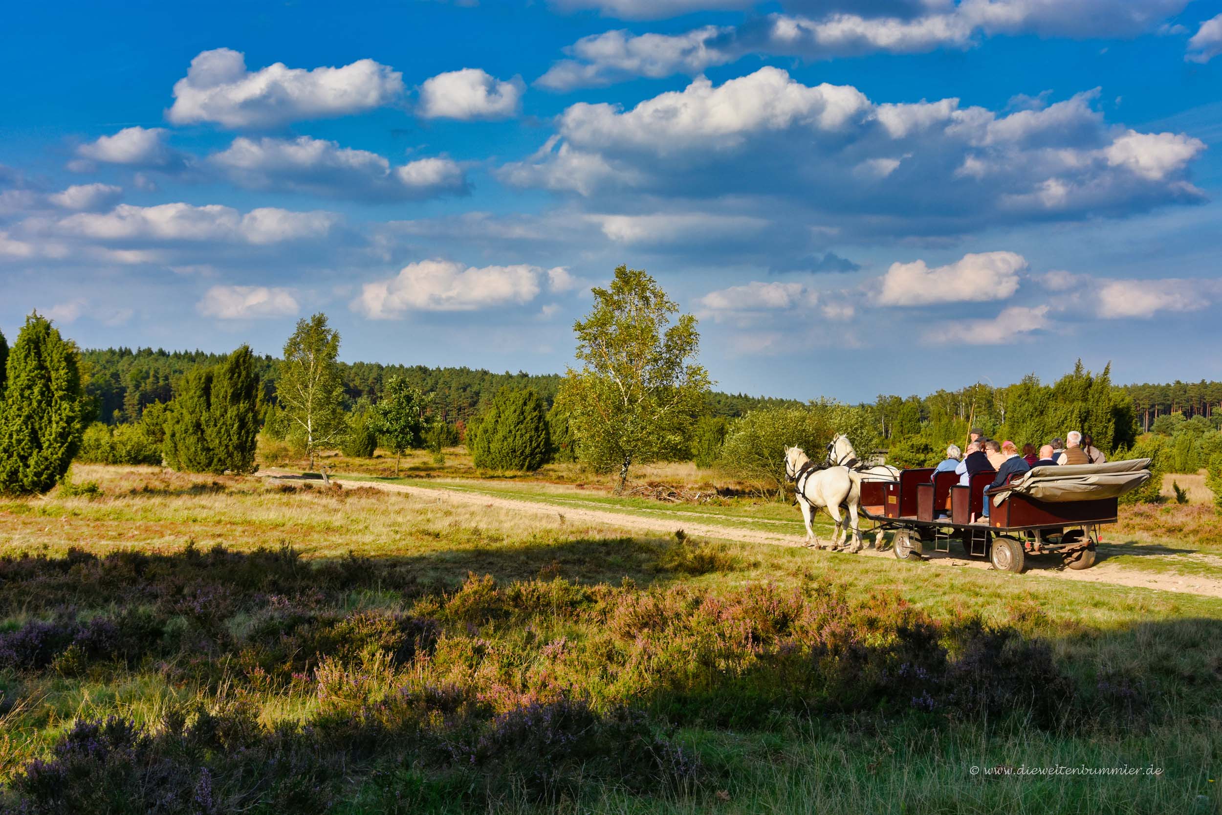 Mit der Kutsche durch die Lüneburger Heide