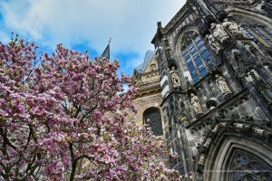 Magnolie vor dem Aachener Dom
