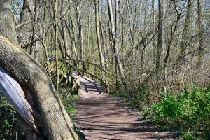 Rundweg um den Laacher See