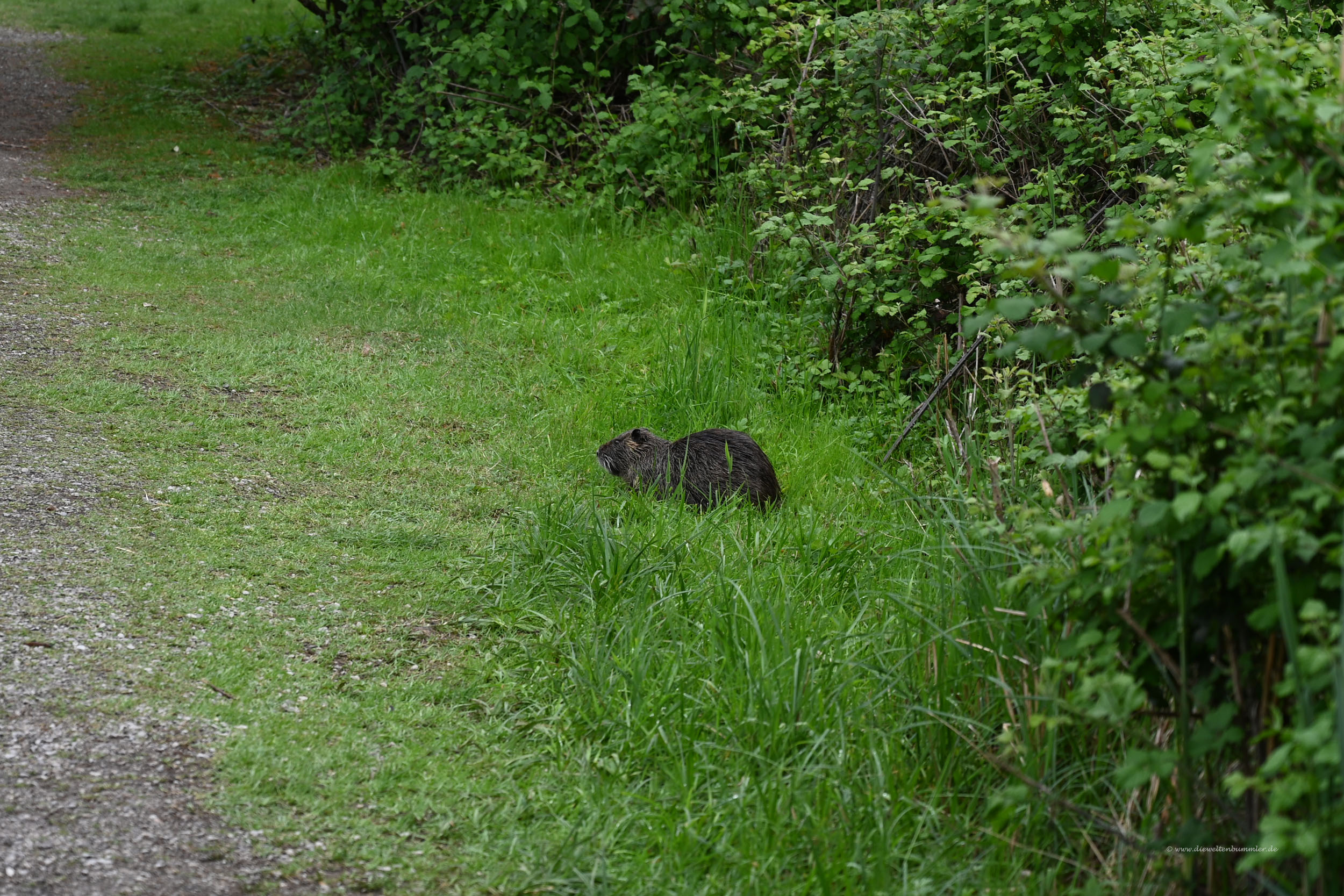 Nutria oder Bisamratte