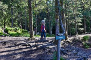 Trolle im Wald