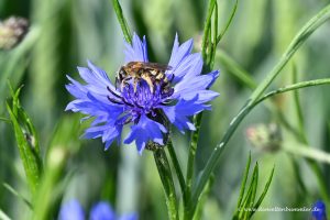 Biene in Kornblume