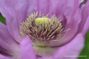 Blüte vom Wintermohn