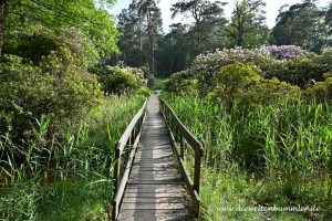 Brücke im Rhododendron-Tal