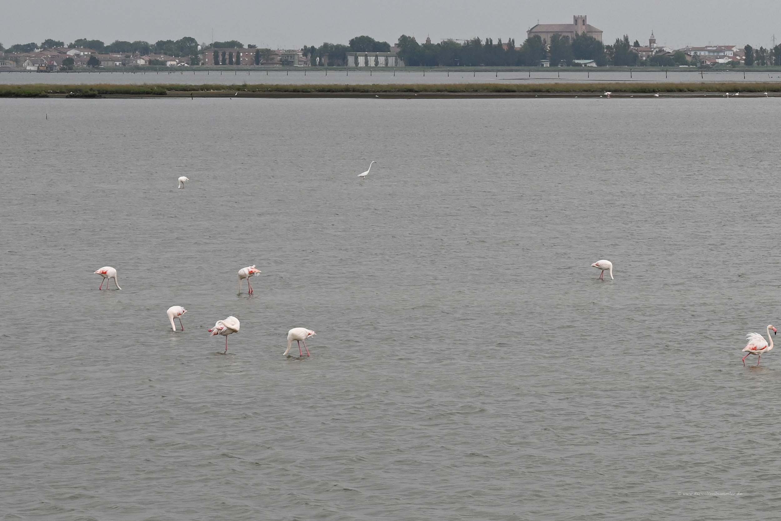 Flamingos bei Comacchio