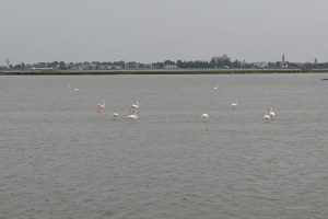 Flamingos im Po-Delta