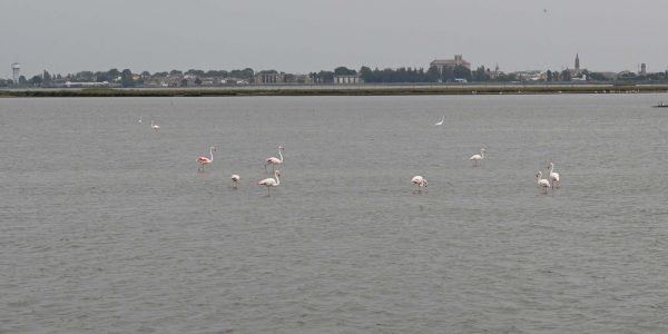 Flamingos im Po-Delta