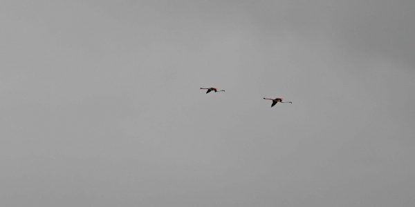 Fliegende Flamingos