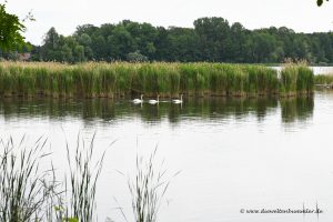 Gänse auf den Peitzer Teichen