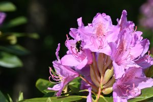 Hummel in der Blüte
