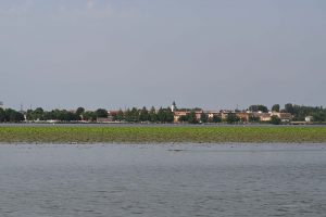 Lotospflanzen in Mantua