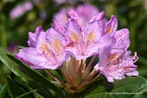 Rhododendron