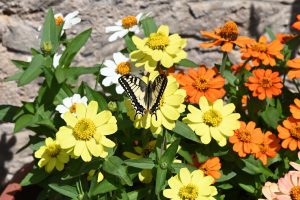 Schmetterling Schwalbenschwanz