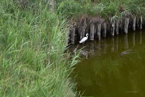 Silberreiher im Po-Delta