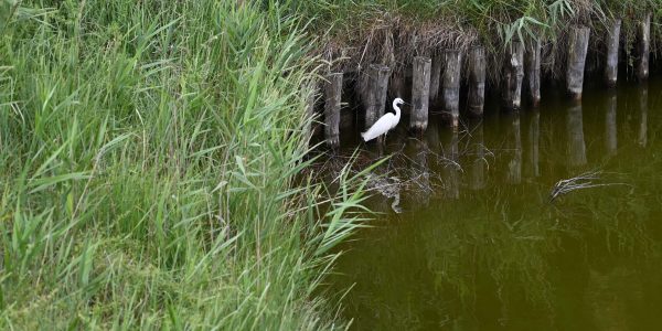 Silberreiher im Po-Delta