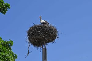 Storch im Nest