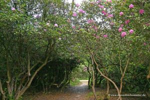 Tunnel unter Rhododendron