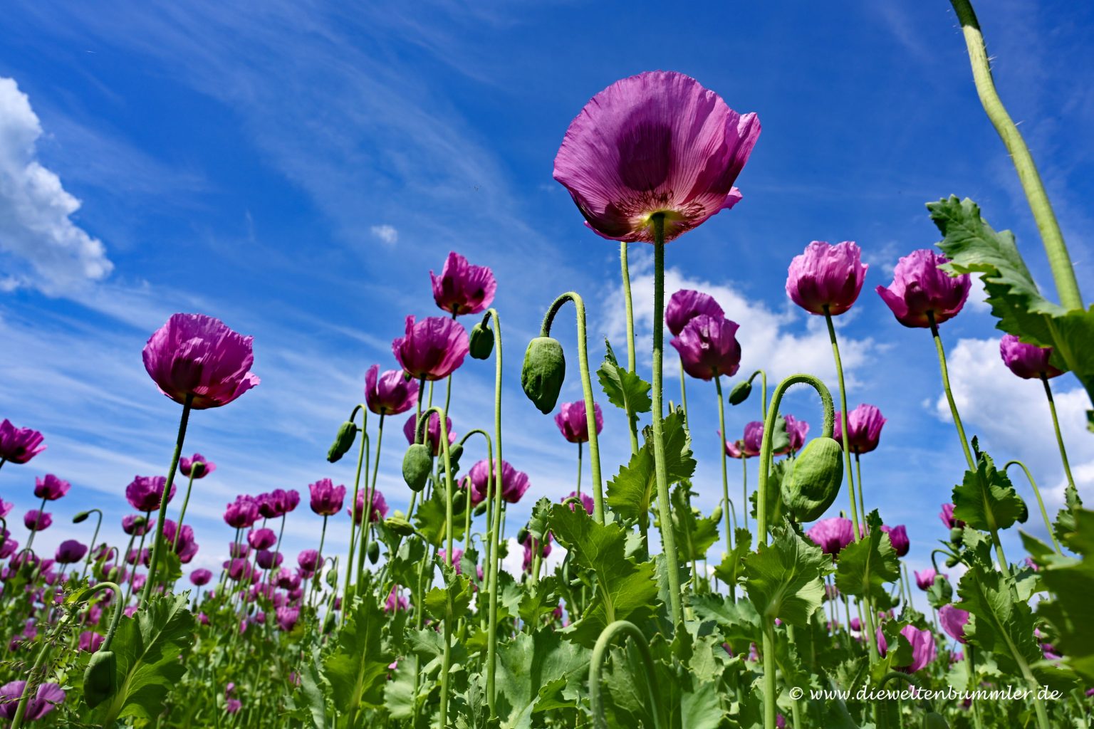 Wintermohn von unten