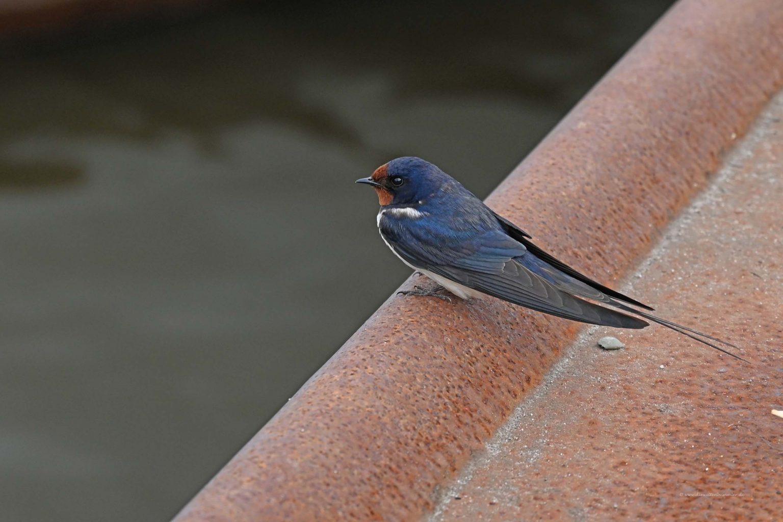 Schwalbe Die Weltenbummler