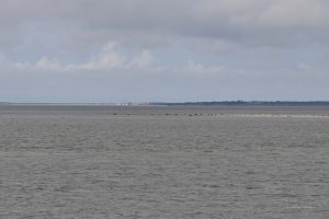 Seehundbänke vor Wangerooge