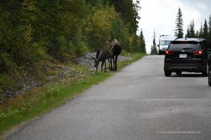 Wildlife im Jasper Nationalpark