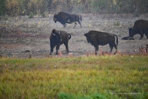 Bisons