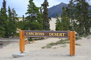 Düne bei Carcross