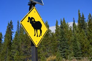 Immer wieder ist mit Tieren zu rechnen