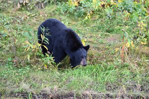 Schwarzbär am Alaska Highway