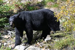 Schwarzbär direkt an der Straße