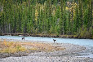 Wildlife in den Northern Rockies