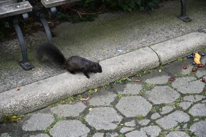 Schwarzes Squirrel