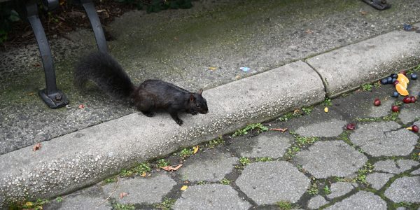 Schwarzes Squirrel
