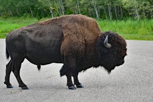 Bison im Nationalpark