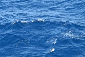 Fliegender Fisch