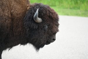 Bison