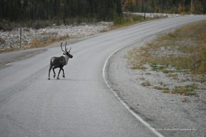 Rentier in Kanada