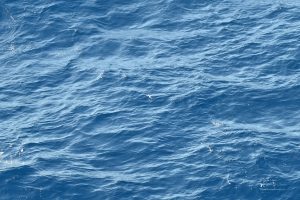 Fliegende Fische