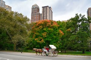 Kutsche im Central Park