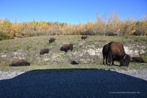 Und immer Bisons am Straßenrand